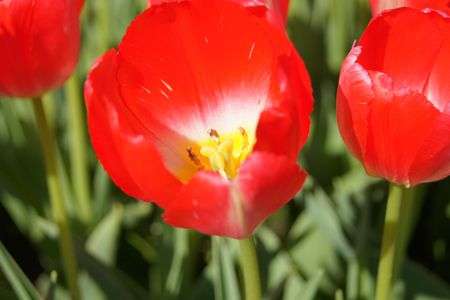 チューリップ　その２