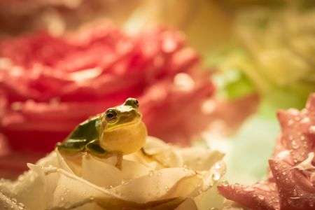 バラとカエル