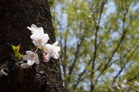 葉桜が多くなってきましたが・・・
