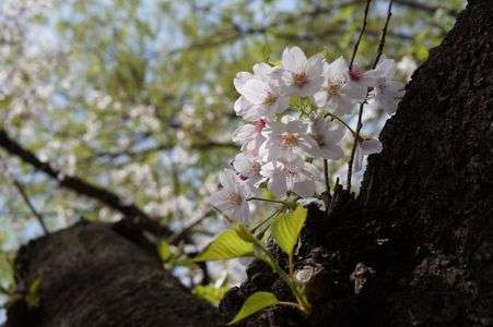 葉桜が多くなってきましたが・・・2