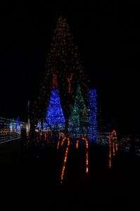 ツリーinツリー