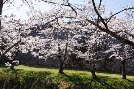 桜満開の篠山城跡