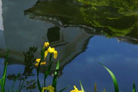 近江八幡の黄菖蒲のある風景
