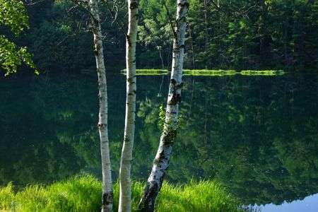 白樺に贅沢な背景を