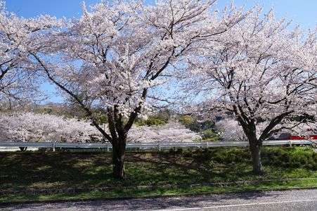 初めてのサクラ・・・