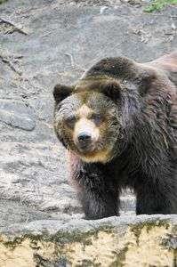 もの悲しいクマー