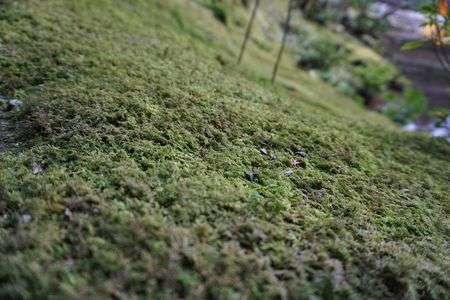 苔