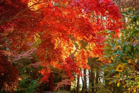 神戸市立森林植物園