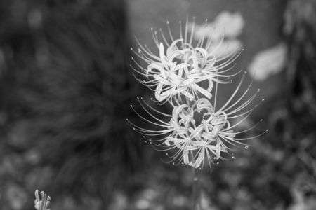 赤くてもモノクロにすればアルビフローラ