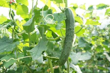 ビニールハウスの中の涼