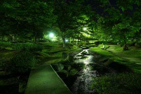 夜の白ツツジ公園