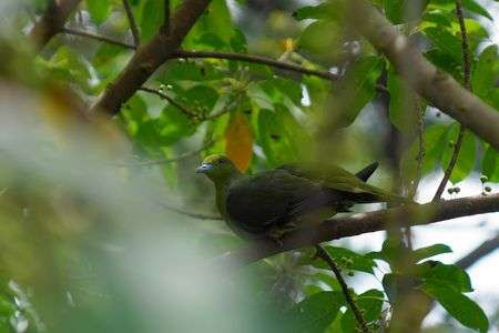 チュウダイズアカアオバト