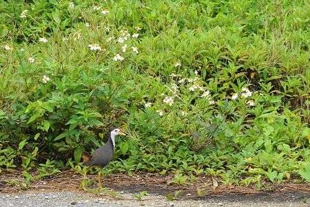 シロハラクイナ