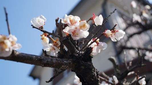 我が家の梅の木