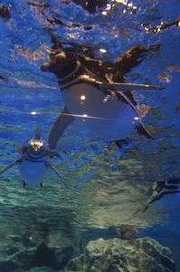 水中はまかせろ！