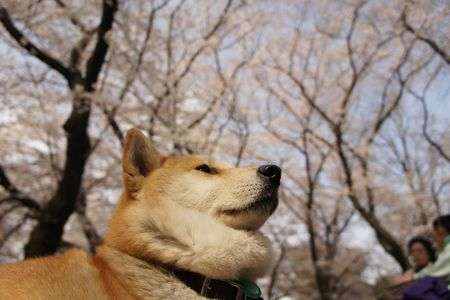 自前ネックウォーマー