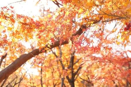 紅葉in北の丸公園2