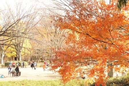 紅葉in北の丸公園4