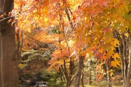 紅葉in北の丸公園5