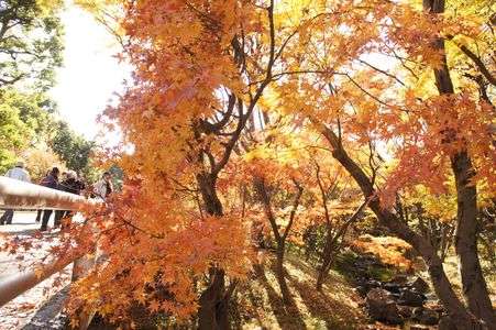 紅葉in北の丸公園