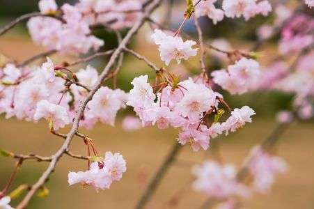 もうすぐさくらんぼ？