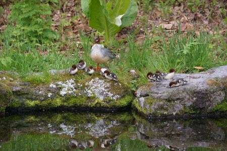 カワアイサの親子-7