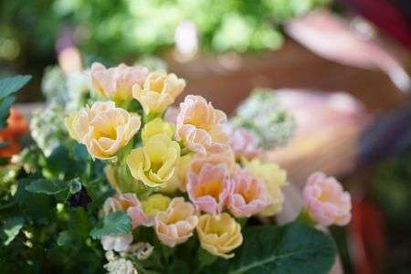 花の名前はわかりません