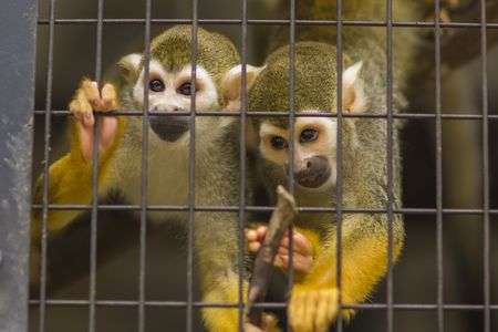 コモンリスザル