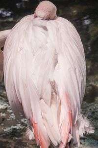 おひるねフラミンゴ