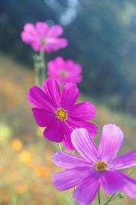 コスモス