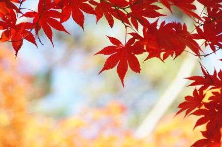 紅葉