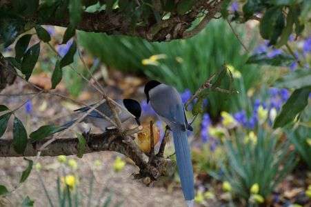 庭木に飛来した野鳥