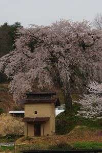 桜と土蔵