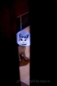 真夜中の訪問者