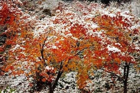 紅葉と雪