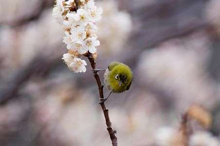 桜にメジロ