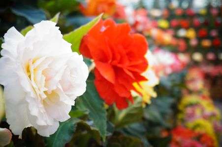 ベゴニアガーデン