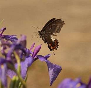 傷ついても・・・