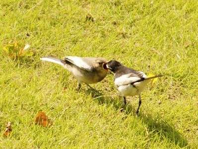 餌をくれ～～～っ！