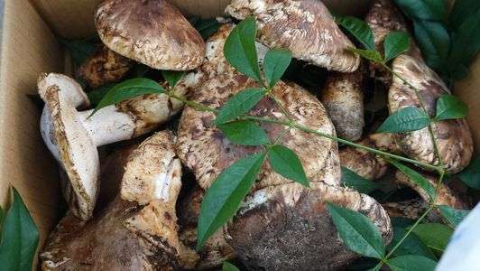 秋の味覚と言えばこれ！