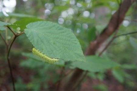 むしゃ、むしゃ、むしゃ。