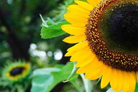 夏の終わりのひまわり