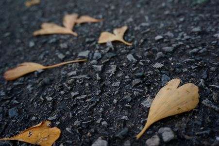 いちょう、その２