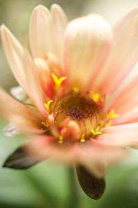 可愛いプチダリア