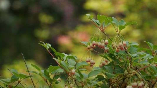 サラサドウダン