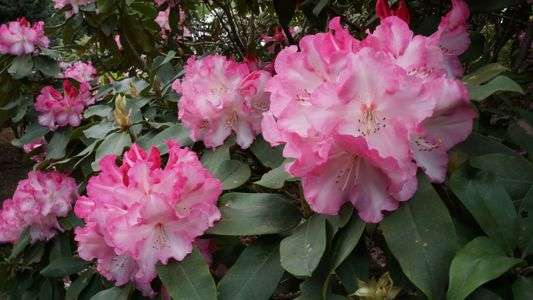 神代植物公園のシャクナゲ