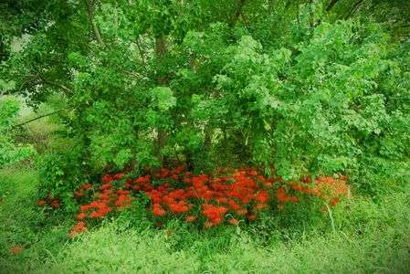 ワイルド彼岸花