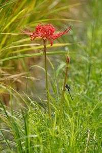 ありきたりだけど、