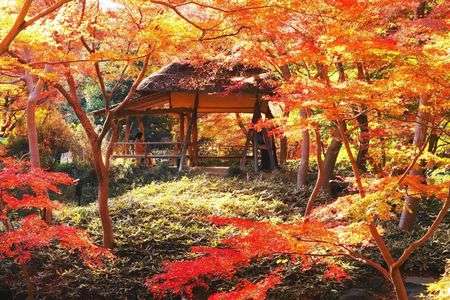 錦秋に包まれて(2025.12.5)