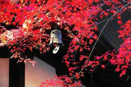 錦秋のお寺＠浄真寺(令和7年晩秋)